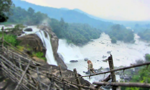 Monkey at Athirapally waterfall Kerala India