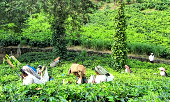 Tea plantation workers Thekkady